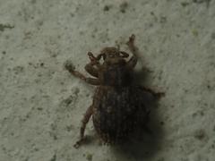 Trachyphloeus scabriculus