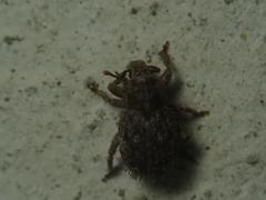 Trachyphloeus scabriculus