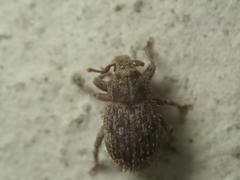 Trachyphloeus scabriculus