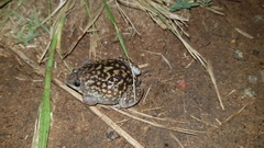 Hemisus marmoratus