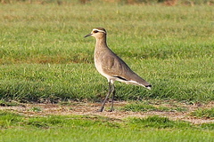 Vanellus gregarius