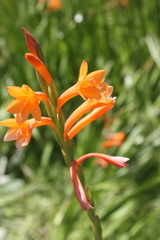 Watsonia bachmannii