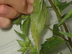 Coleosporium campanulae