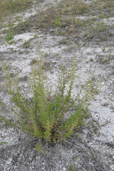 Scrophularia cretacea