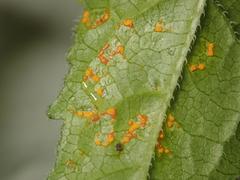 Coleosporium campanulae