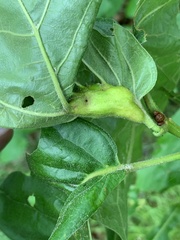 Melikaiella tumifica