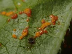 Coleosporium campanulae