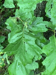 Melikaiella tumifica