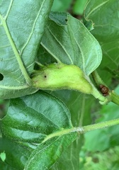 Melikaiella tumifica