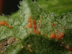 Coleosporium campanulae