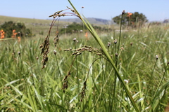 Scleria greigiifolia