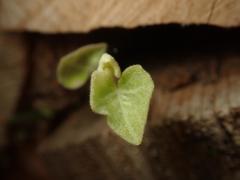 Hedera helix