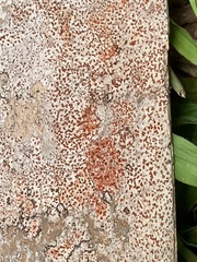 Arthonia rubrocincta