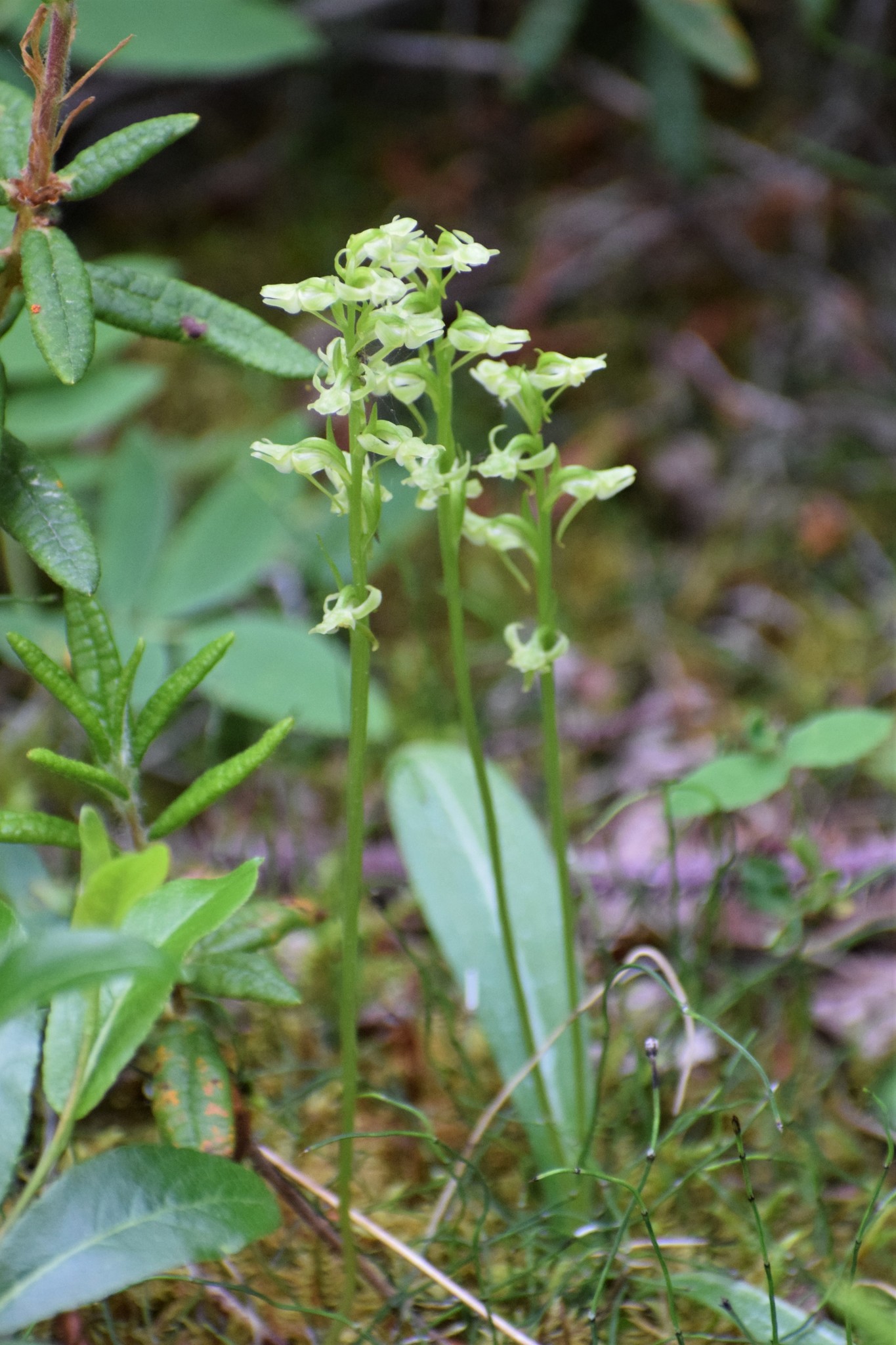 Platanthera obtusata