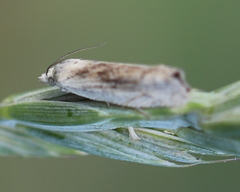 Eucosma wimmerana