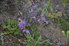 Penstemon gormanii