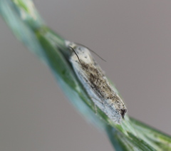 Eucosma wimmerana