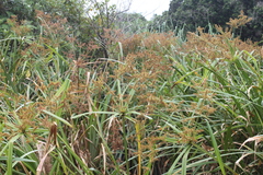 Cyperus dives