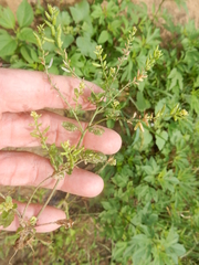 Rorippa sessiliflora