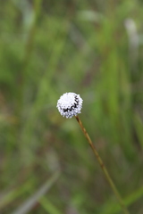 Eriocaulon dregei