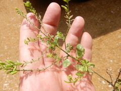 Rorippa sessiliflora