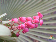 Comarostaphylis polifolia