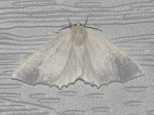 Elm Spanworm Moth photo 6