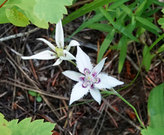 Calochortus lyallii