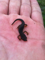 Notophthalmus meridionalis