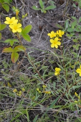 Linum ucranicum