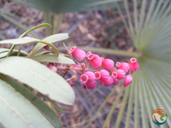 Comarostaphylis polifolia
