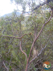 Comarostaphylis polifolia