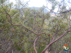 Comarostaphylis polifolia