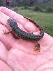 Notophthalmus meridionalis