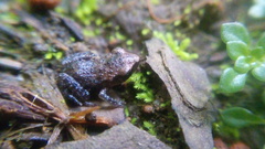 Eleutherodactylus cystignathoides