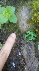 Eleutherodactylus cystignathoides