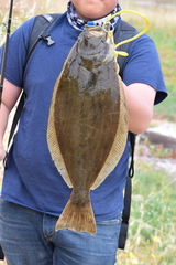 Paralichthys californicus