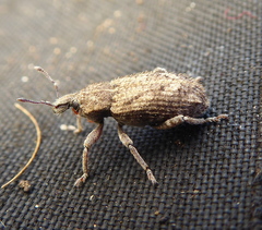 Listroderes costirostris