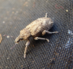 Listroderes costirostris