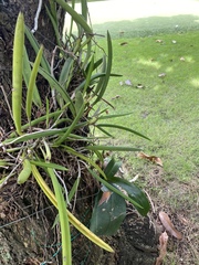 Brassavola