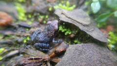 Eleutherodactylus cystignathoides