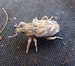 Listroderes costirostris