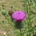 Bull Thistle - Photo (c) t0dd, some rights reserved (CC BY-NC)