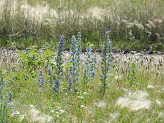 Echium vulgare