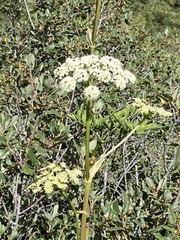 Angelica tomentosa