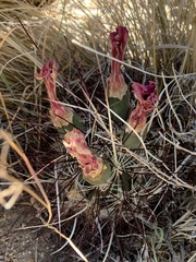 Sclerocactus polyancistrus