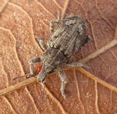 Listroderes costirostris