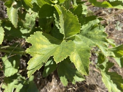 Angelica tomentosa