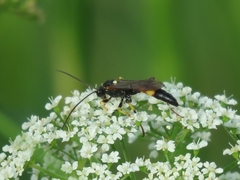 Ichneumon suspiciosus
