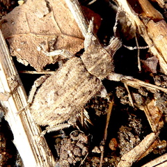 Listroderes costirostris